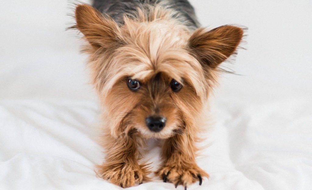 Yorkie dog on a white bed.