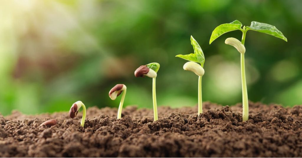 Five plants sprouting in a row in order by height.