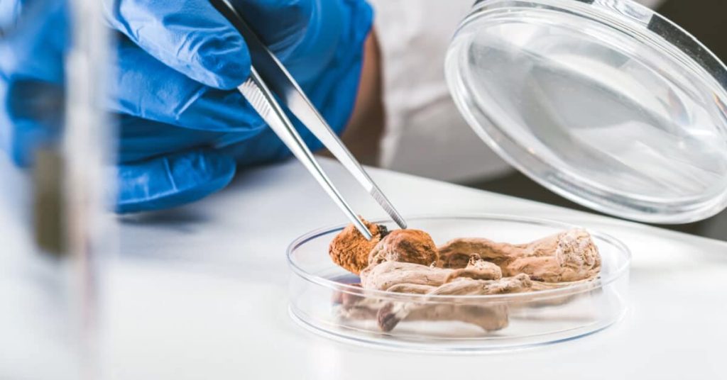 Closeup of a scientist picking up psilocybin from a dish with tweezers.