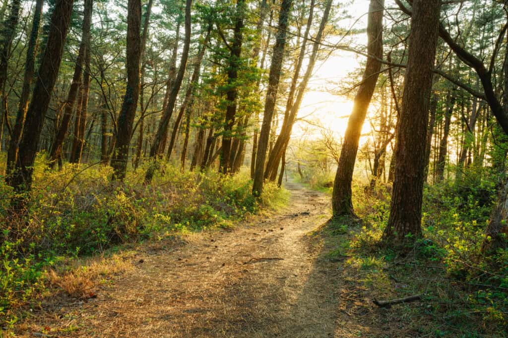 Walk-and-talk therapy outdoor trail
